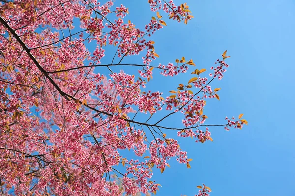 Prunus Cerasoides Selektywnym Punkcie Ogniskowania — Zdjęcie stockowe