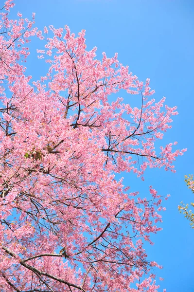 Prunus Cerasoides Selektywnym Punkcie Ogniskowania — Zdjęcie stockowe