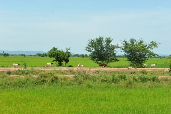 Schapen op het groene veld — Stockfoto