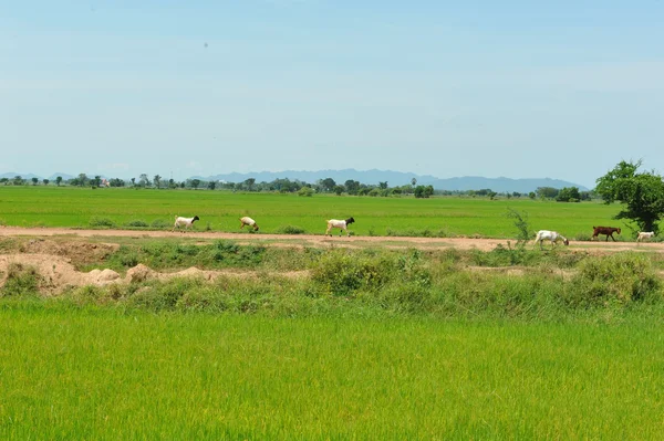 Ovejas en el campo verde —  Fotos de Stock