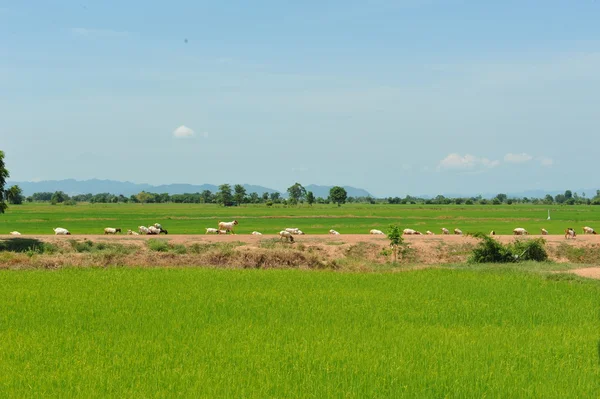 Ovejas en el campo verde —  Fotos de Stock