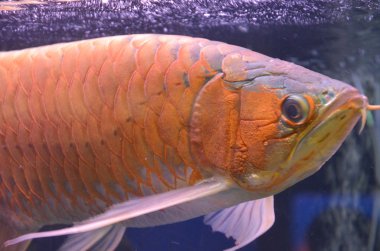 Asya arowana