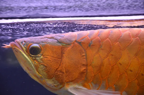 Asian arowana — Stock Photo, Image