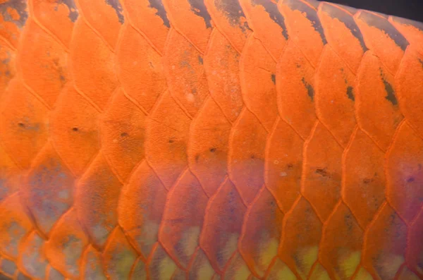 Aziatische arowana — Stockfoto