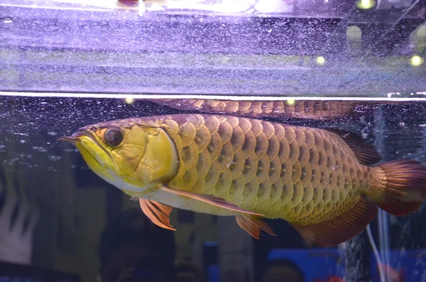 Asian arowana — Stock Photo, Image