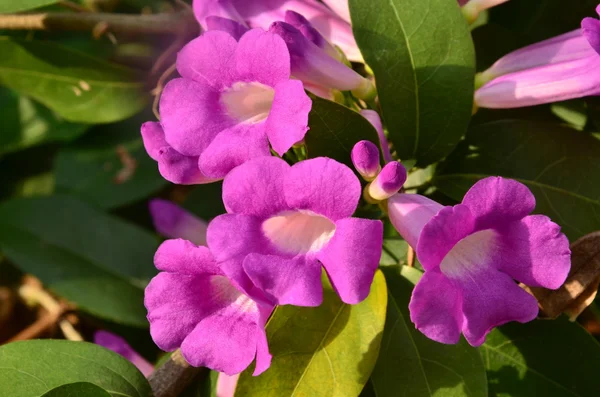 Flor violeta — Foto de Stock