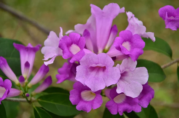 Violet flower — Stock Photo, Image