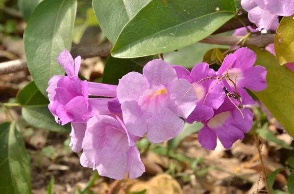 Violet flower — Stock Photo, Image