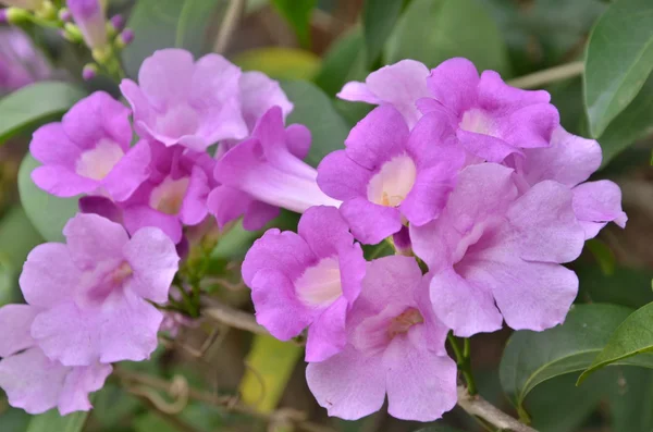 Flor violeta — Foto de Stock