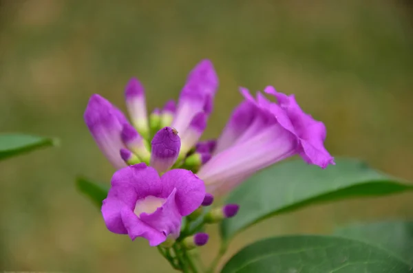 Flor violeta — Foto de Stock