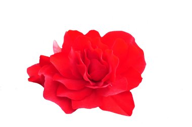 Ayrı tutma arka planda gül