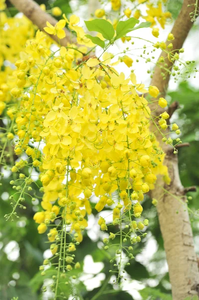 Chuveiro dourado — Fotografia de Stock