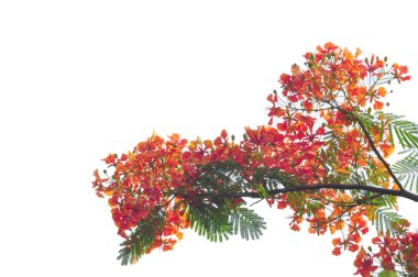 Royal Poinciana beyaz arka plan üzerinde izole