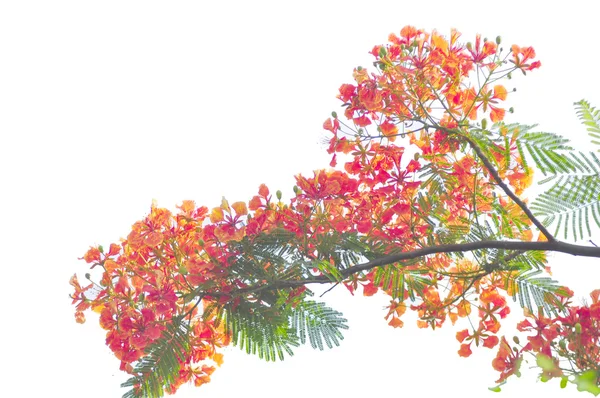 Royal Poinciana isolated on white background — Stock Photo, Image