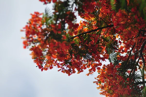 Royal Poinciana geïsoleerd op witte achtergrond — Stockfoto