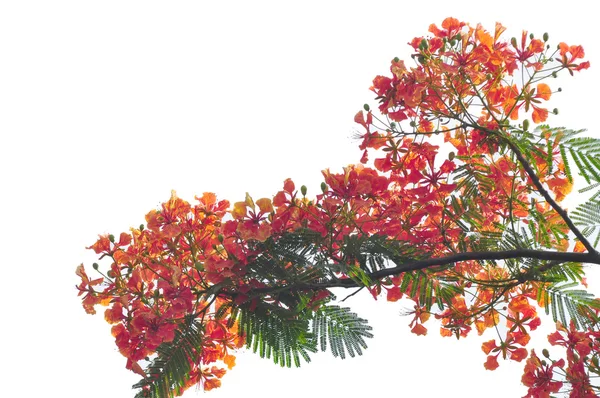 Royal Poinciana beyaz arka plan üzerinde izole