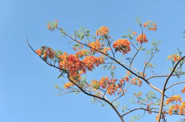 Royal Poinciana mavi gökyüzü arka plan üzerinde
