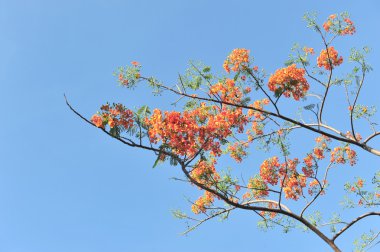 Royal Poinciana mavi gökyüzü arka plan üzerinde