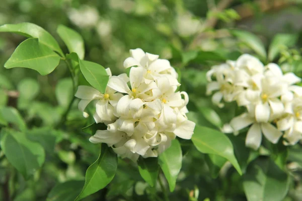 Andaman satinwood — Stok fotoğraf