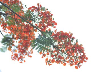 Royal Poinciana beyaz arka plan üzerinde izole