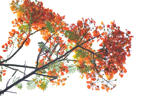 Royal Poinciana geïsoleerd op witte achtergrond — Stockfoto