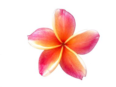 Plumeria