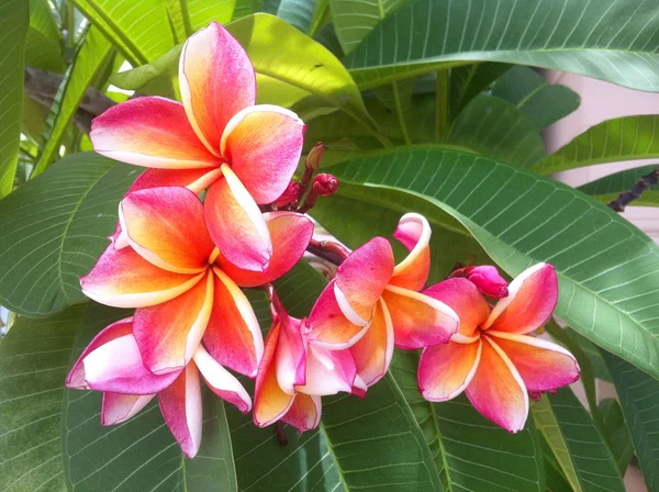 Plumeria — Stockfoto