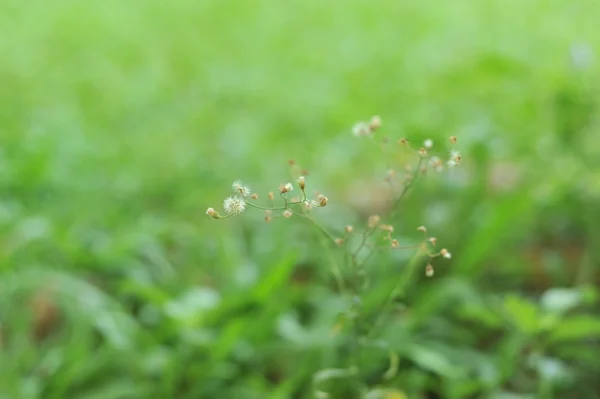 花セレクティブ フォーカス ポイント — ストック写真