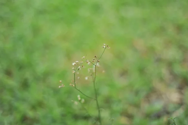 Květiny selektivní zaměření — Stock fotografie