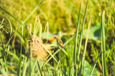 Asya altın dokumacı