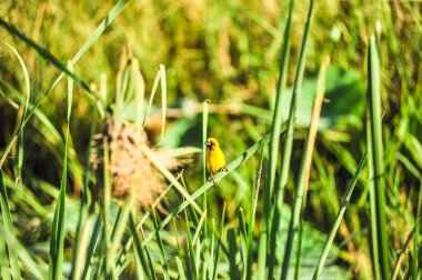 Asya altın dokumacı