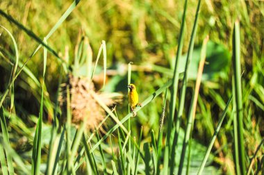 Asya altın dokumacı