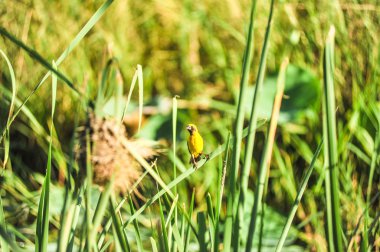 Asya altın dokumacı