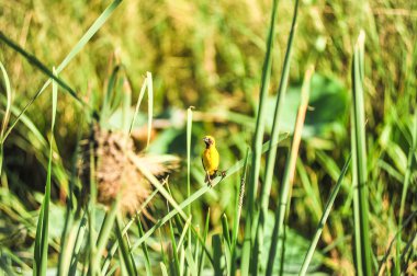 Asya altın dokumacı