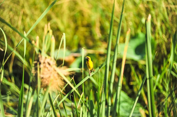 Asiatiska gyllene vävare — Stockfoto