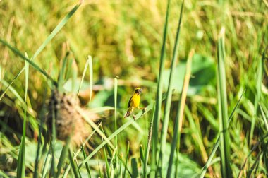 Asya altın dokumacı