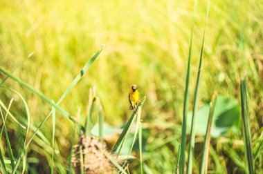 Asya altın dokumacı
