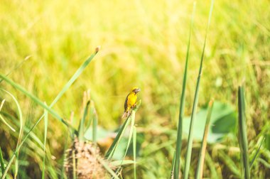 Asya altın dokumacı
