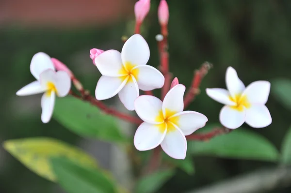Witte plumeria bloesem flora — Stockfoto
