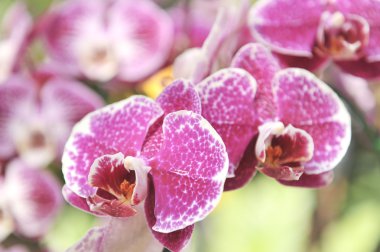 Menekşe orkide closeup çiçek