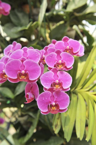 紫色の蘭の花クローズ アップ花 — ストック写真