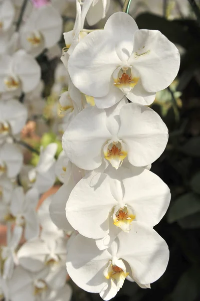 Біла орхідея крупним планом цвіте — стокове фото