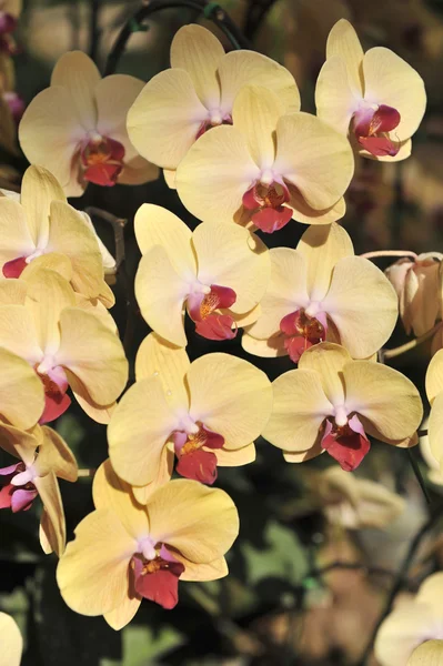 Jaune Orchidée fleur gros plan — Photo