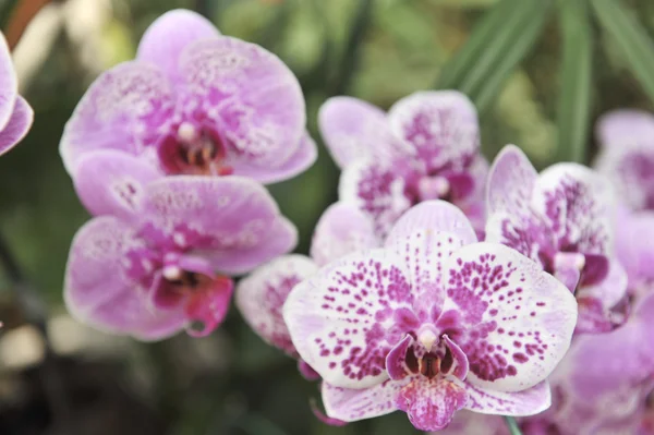 Фіолетова орхідея крупним планом квітка — стокове фото