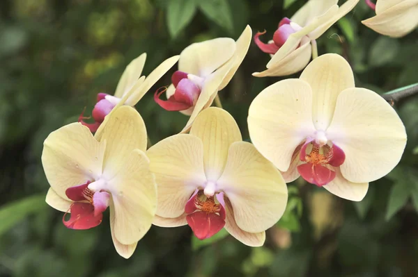 Жовта орхідея крупним планом квітка — стокове фото