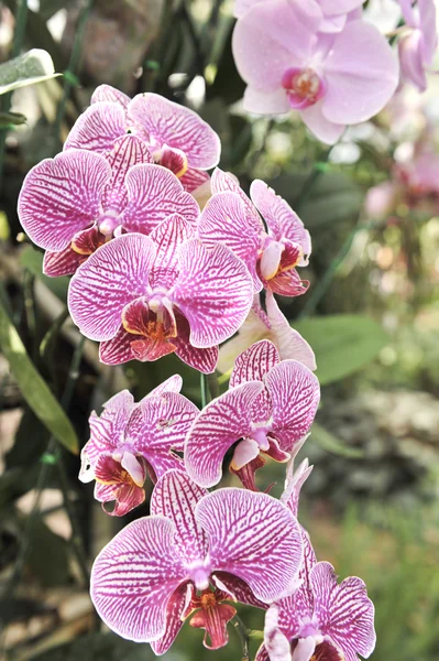 Flor violeta branca do closeup da orquídea — Fotografia de Stock