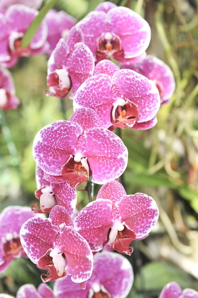 Violet Orchidée fleur gros plan — Photo