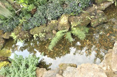 tropikal Bahçe peyzaj açık