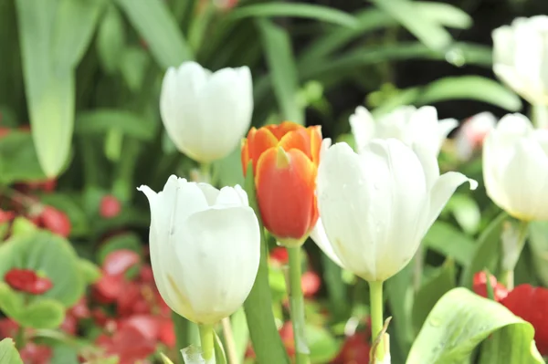 Witte tulip flower — Stockfoto