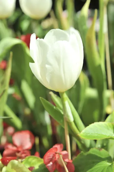 Beyaz Lale çiçek — Stok fotoğraf